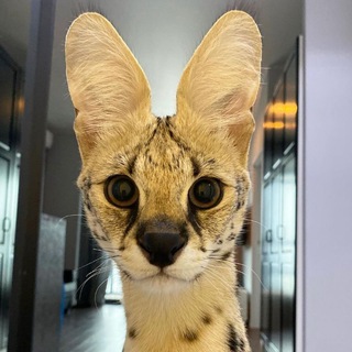 Логотип @soggaedits - Sogga