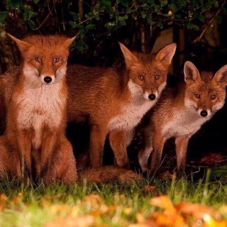 Логотип @soitspeaking - Лисьи Огни/Soit Speaking