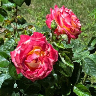 Логотип @sokolnikiflowers - Цветы в Сокольниках🪴🌷💐