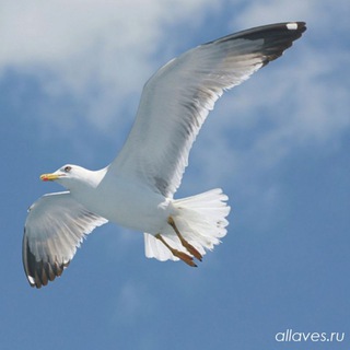 Логотип @soldatovaolgapenza - Ольга Солдатова Чат Буревестник