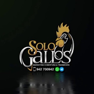 Логотип @sologalloschiclayo - SOLO GALLOS