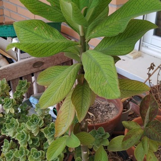 Логотип @sololecheroafricanoykalanchoe - Sólo LECHERO AFRICANO , KALANCHOE ,ARTEMISA ANNUA, GRAVIOLA , MELÓN AMARGO Y ALOE VERA.