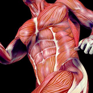 Логотип @soloparamishuesos - Sólo para mis huesos y músculos.