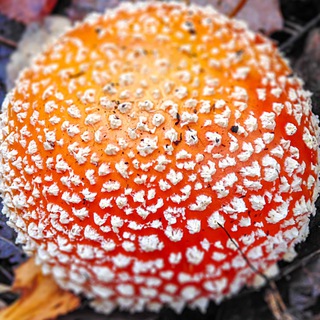 Логотип @somadhyana - СОМА