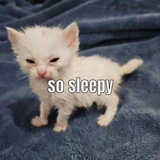 Логотип @somnaris - сомна