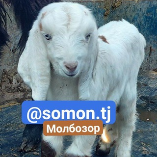 Логотип @somon_tj_molbozor - ҚОЛАБ ТҶ / QOLAB TJ РИМСКИ ТУМБЫ НА ЗАКАС