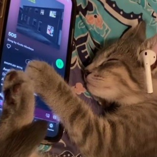 Логотип @songsconfs - songs confessions 🎶