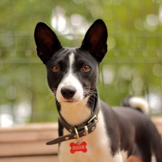 Логотип @sonia_donia_dogf - SonBondog