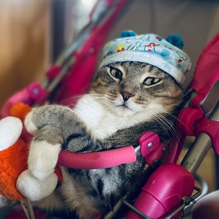 Логотип @sonik_cat_meow - Sonik_cat_meow кот Соник