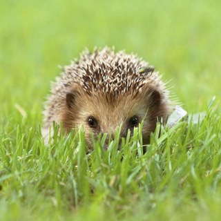 Логотип @sonjajesh - СОНЯ ЁЖ 🐾 🦔 🐾 короткая проза и стихи