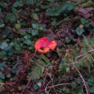 Логотип @sonmuchi - Сон мухи