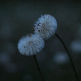 Логотип @sonypainter - Spectrum of Moments