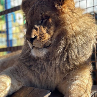 Логотип @soopark2023dnr - Зоопарк в селе Придорожное,ДНР