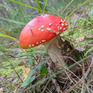 Логотип @sopovo_33_discussion - Обсуждение материалов Сопово и окрестностей