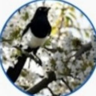 Логотип @soroka1403 - Сорока на хвосте принесла..