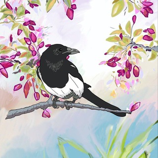 Логотип @soroka_belaya_en - Soroca-Beloboca