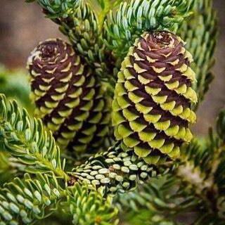 Логотип @sosnovka_centr - Сосновка — центр семейного отдыха.