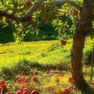 Логотип @soul_is_blooming_chat - 🧋♡Чатик для общения♡🧋