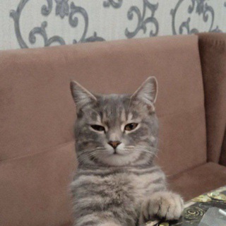 Логотип @soundsvide - чатик