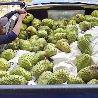 Логотип @soursopfruits - SOURSOP FRUITS AND LEAVES