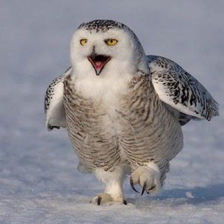 Логотип @sovaskazala89 - СОВА СКАЗАЛА