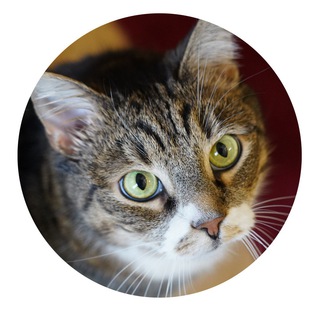 Логотип @sovetnik_iz_kgiop - Советник из КГИОП