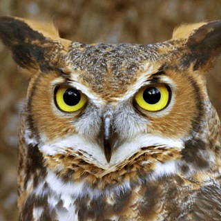 Логотип @sovosovai - СОВО-СОВА Продукция