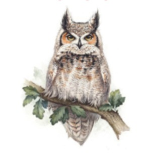 Логотип @sovosovainfo - Сово-Сова презентации