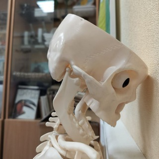 Логотип @space_ratel - Space Ratel