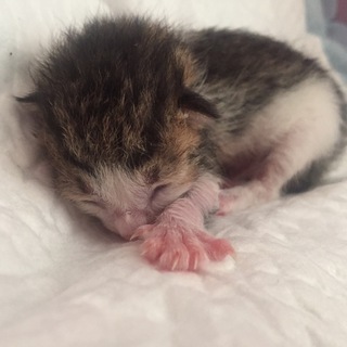 Логотип @spacecatt - Космический кот