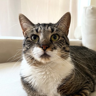 Логотип @spalnyabybi - В Спальне С Бубой