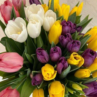 Логотип @spamlastname - Поздравления на каждый день