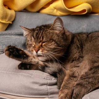 Логотип @sparrowrecord - Гнездовіе наркобушка