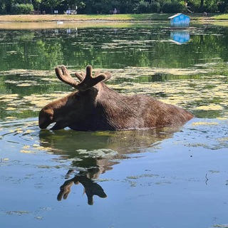 Логотип @spasiparksokolniki - #СпасиПаркСокольники