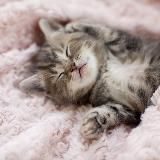 Логотип @spavki_o_nesudimosti - Справки о несудимости ЗАГС апостиль переводы документов