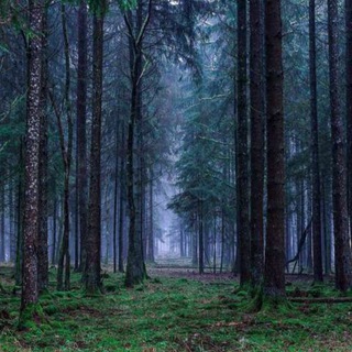 Логотип @spbchannel - Survivalism, Permaculture & Bushcraft