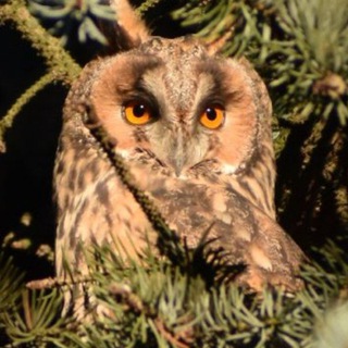 Логотип @spbirdy - #SPbirdy - о птичках и других животных