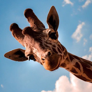 Логотип @speakmoreenglish - Спік мор інгліш, пліз