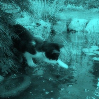 Логотип @speedinger - ℡ɜᴀбыᴛый ᴧᴇᴄ.