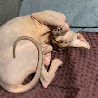 Логотип @sphinx_parrot - Сфинксовыйпопугай