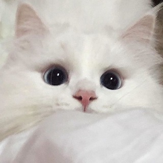 Логотип @sphtyx_tweet - мои сохры ♡
