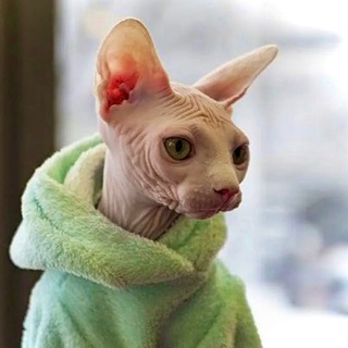 Логотип @sphynx_chat - Сфинксы 🩷 Чат