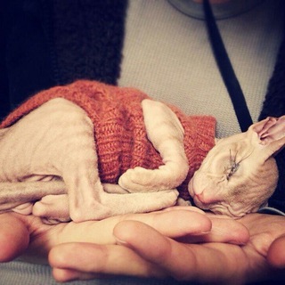 Логотип @sphynxhe1p - Сфинкс и Ко г. Санкт-Петербург