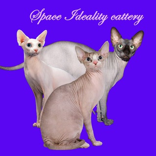 Логотип @sphynxspace - Сфинксы Sphynxspace Питомник сфинксов Sphynx Cats