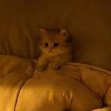 Логотип @spiderhentai - Паучий Фулл | Хентай