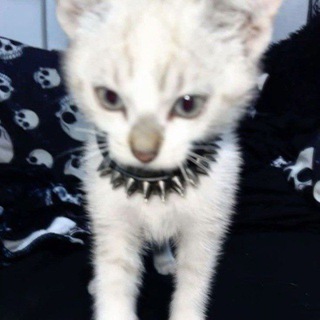 Логотип @spilfi_gre - ❛ ⌜гранаты 🎸•