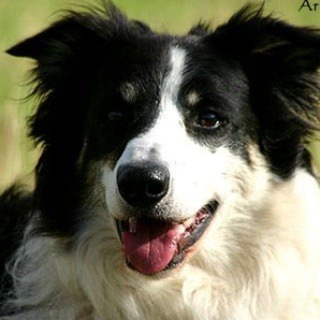 Логотип @spiritofanimals - Lichtarbeit für Tier und Mensch