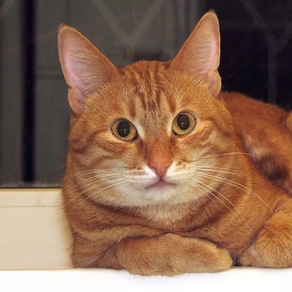 Логотип @spitsinaudio - Аудиозаписи выступлений Евгения Юрьевича Спицына