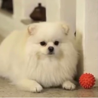 Логотип @spitzfirst - Шпиц Первого