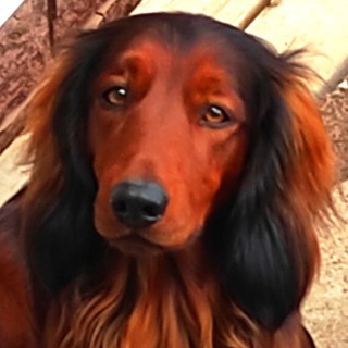 Логотип @spkennel - Питомник длинношерстных такс "Шик Петербург"